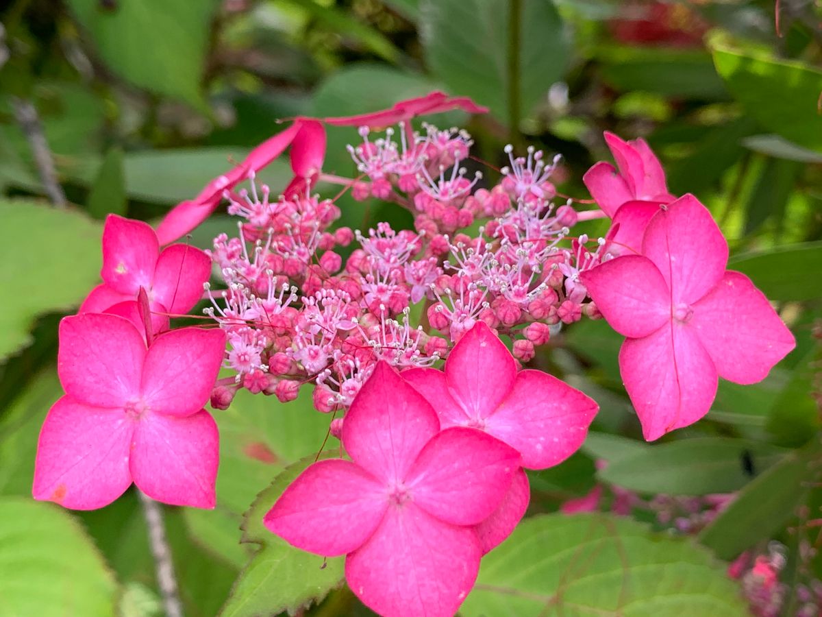 庭のお花達・紫陽花編(^_-)-☆