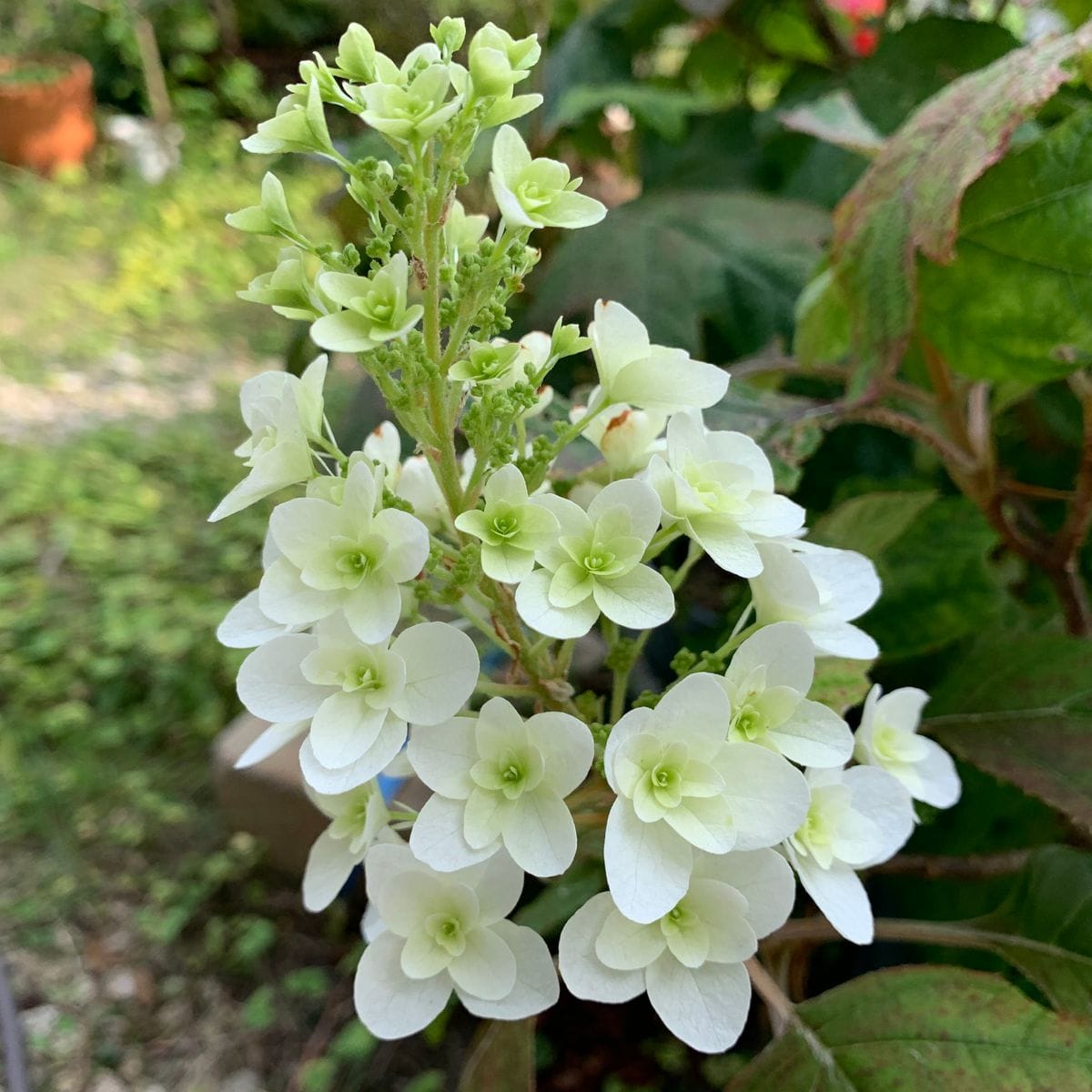 庭のお花達・紫陽花編(^_-)-☆