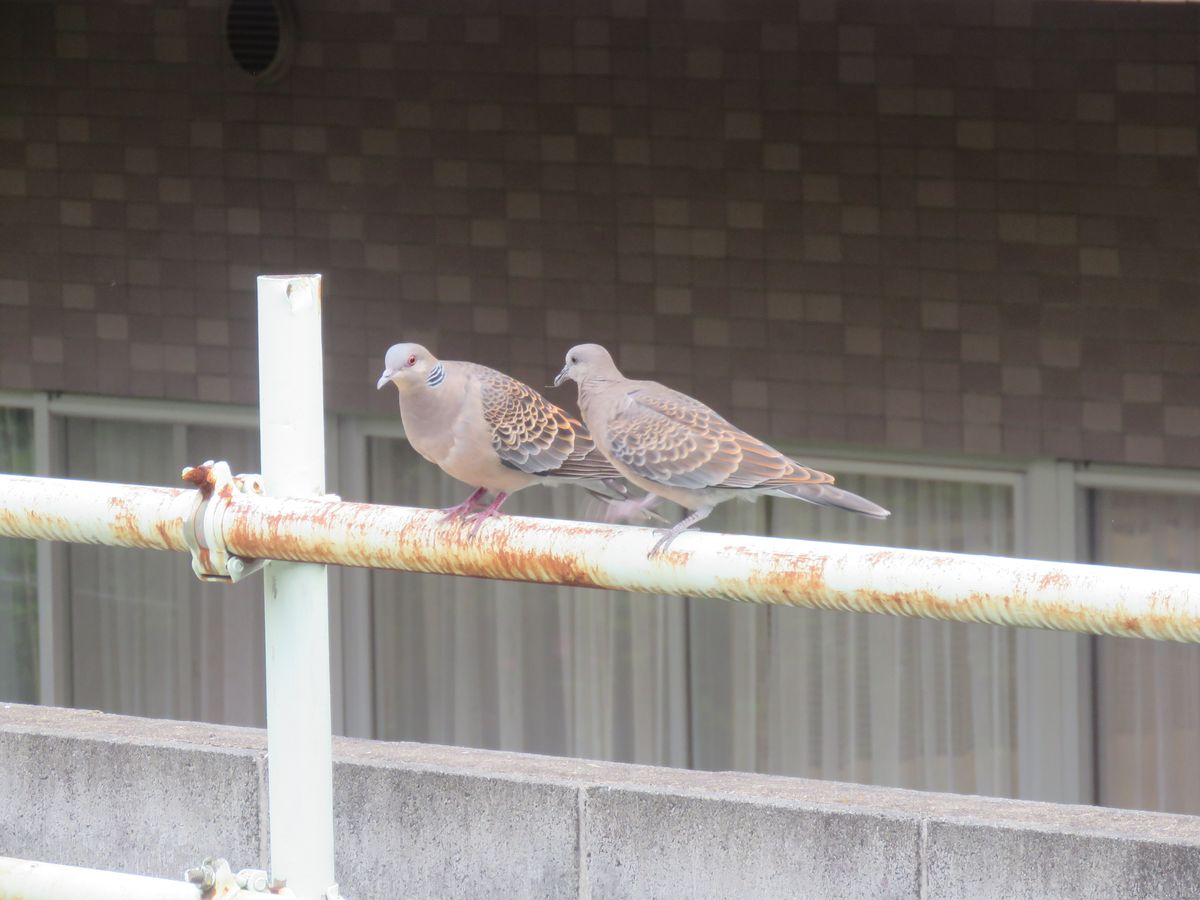 巣立ち11日目（5月6日）・苔庭周辺を飛び回るヒナ