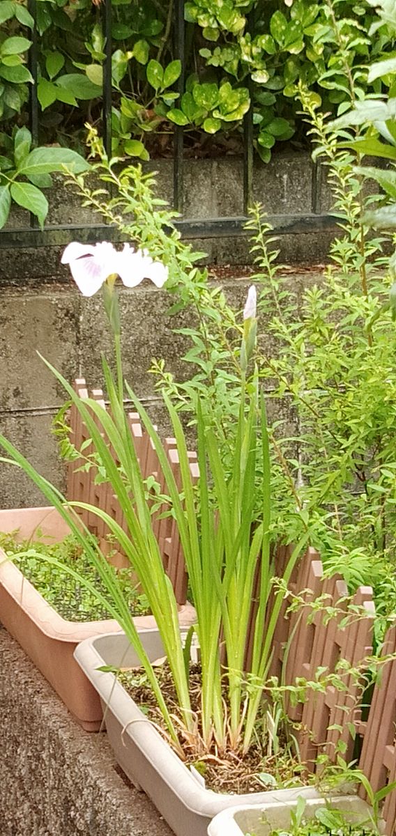 今年の初菖蒲