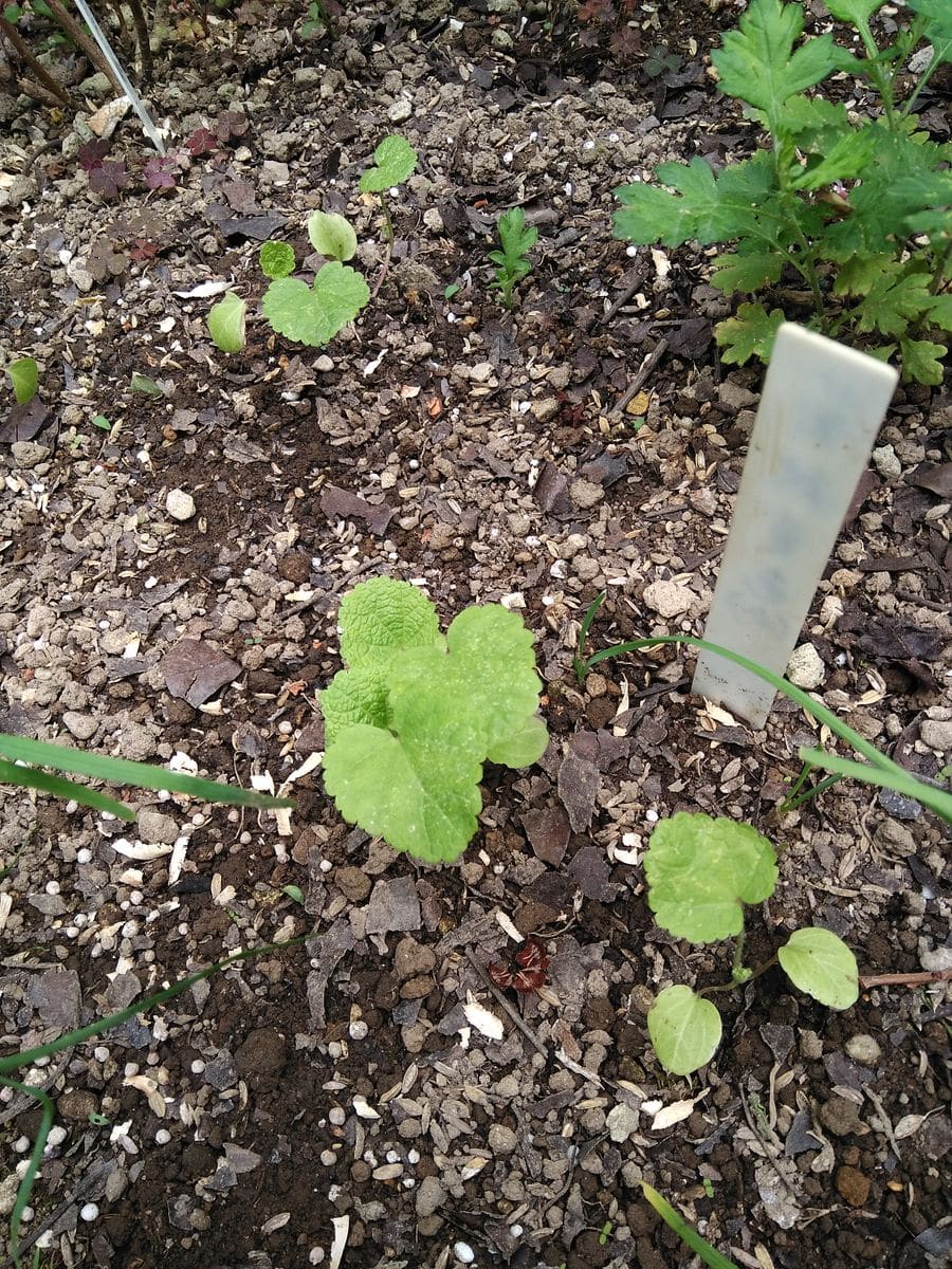 今年蒔いた種