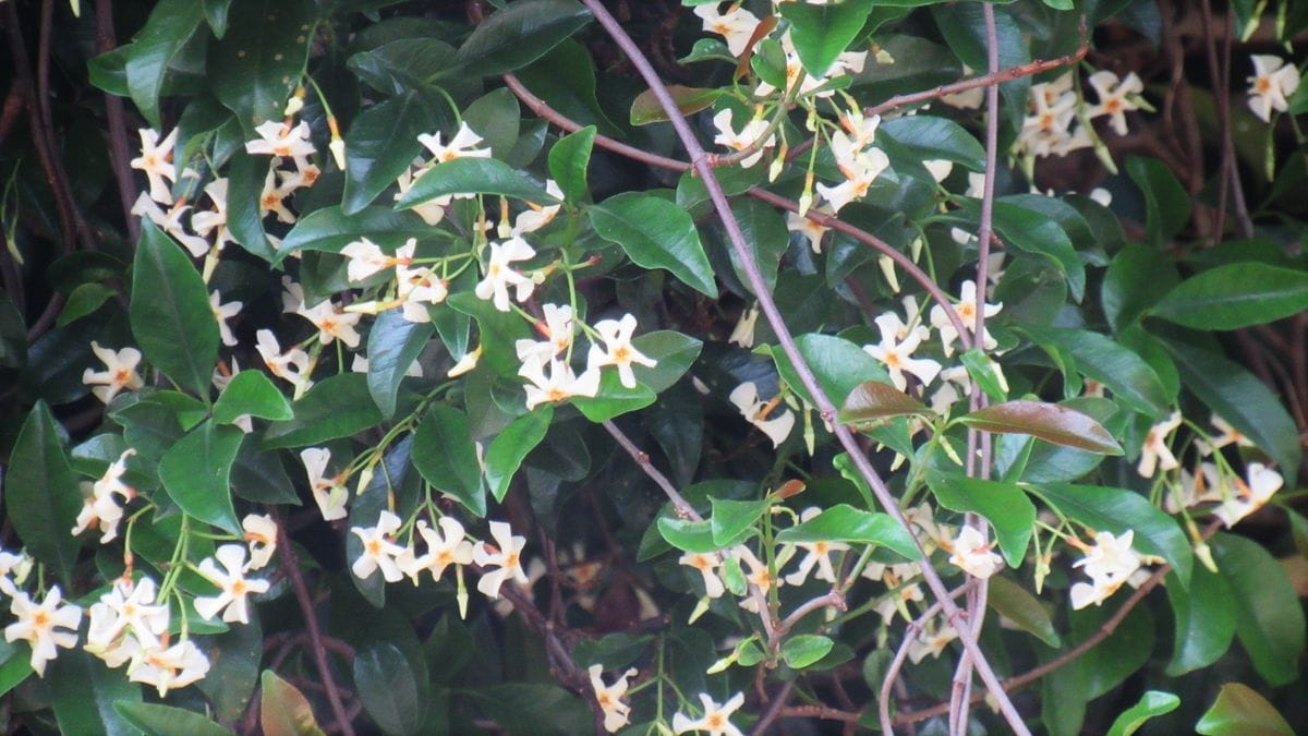 初夏の散歩-定家葛(テイカカズラ)