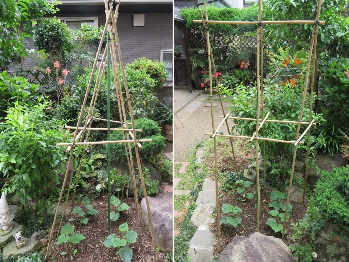 今日の園芸作業