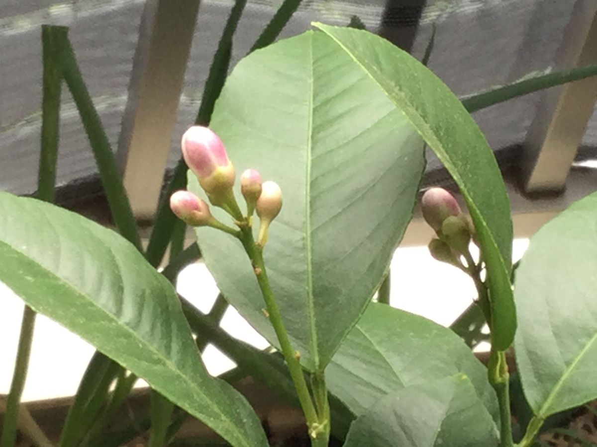 レモンの蕾が開花しました〜🍋