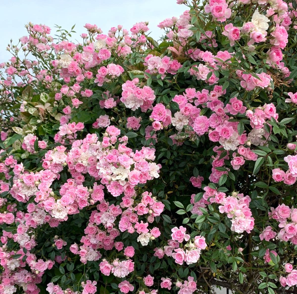 『つるバラ🌹宇部小町』〜北側フェンスに絡めて〜