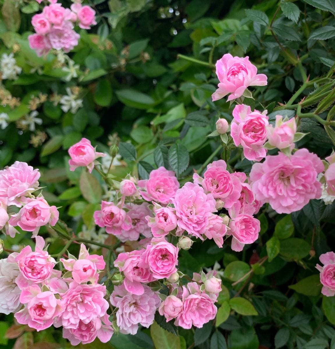 『つるバラ🌹宇部小町』〜北側フェンスに絡めて〜