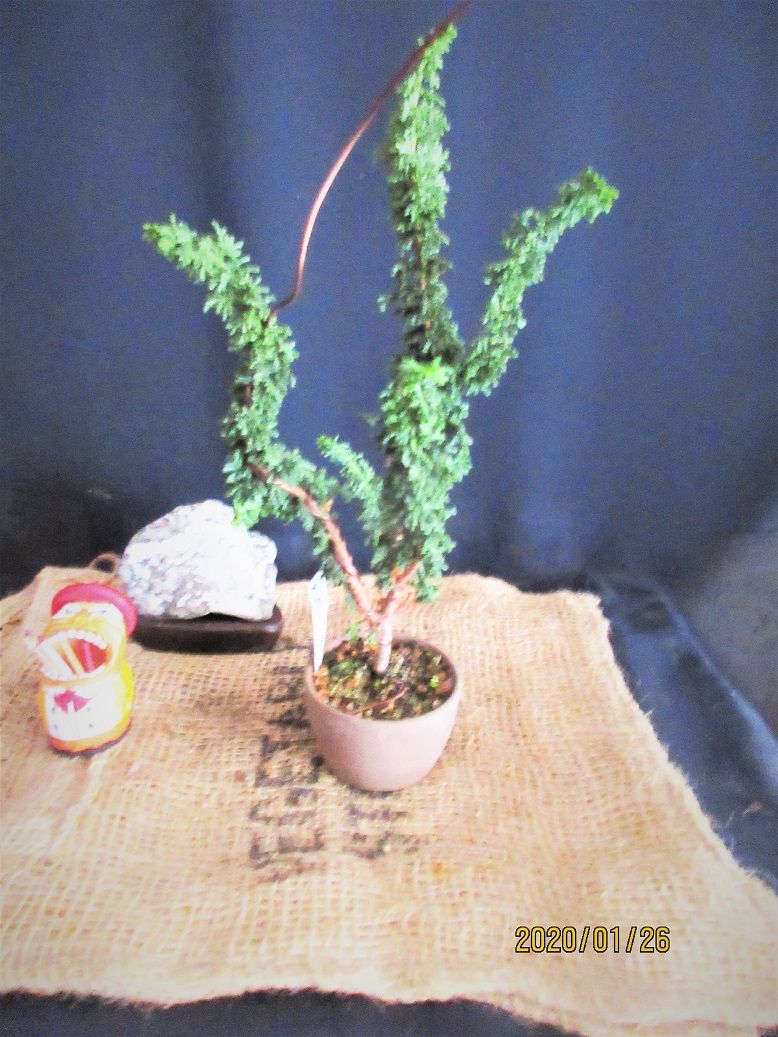ミニ盆栽の紹介　20　挿木で出来た『石化檜』の寄せ植え。