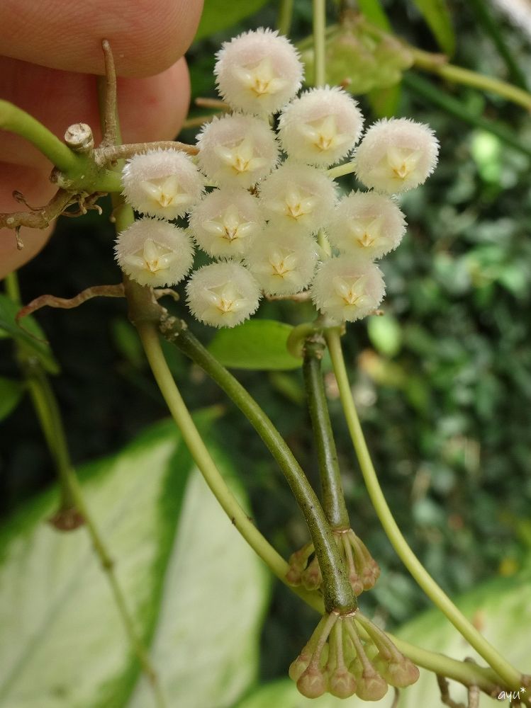 ホヤ花ぞっくぞく～♪