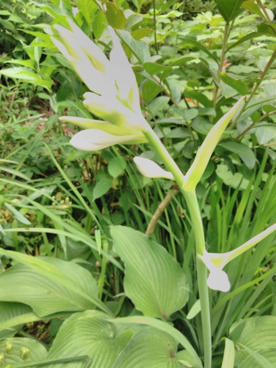 端境期の花