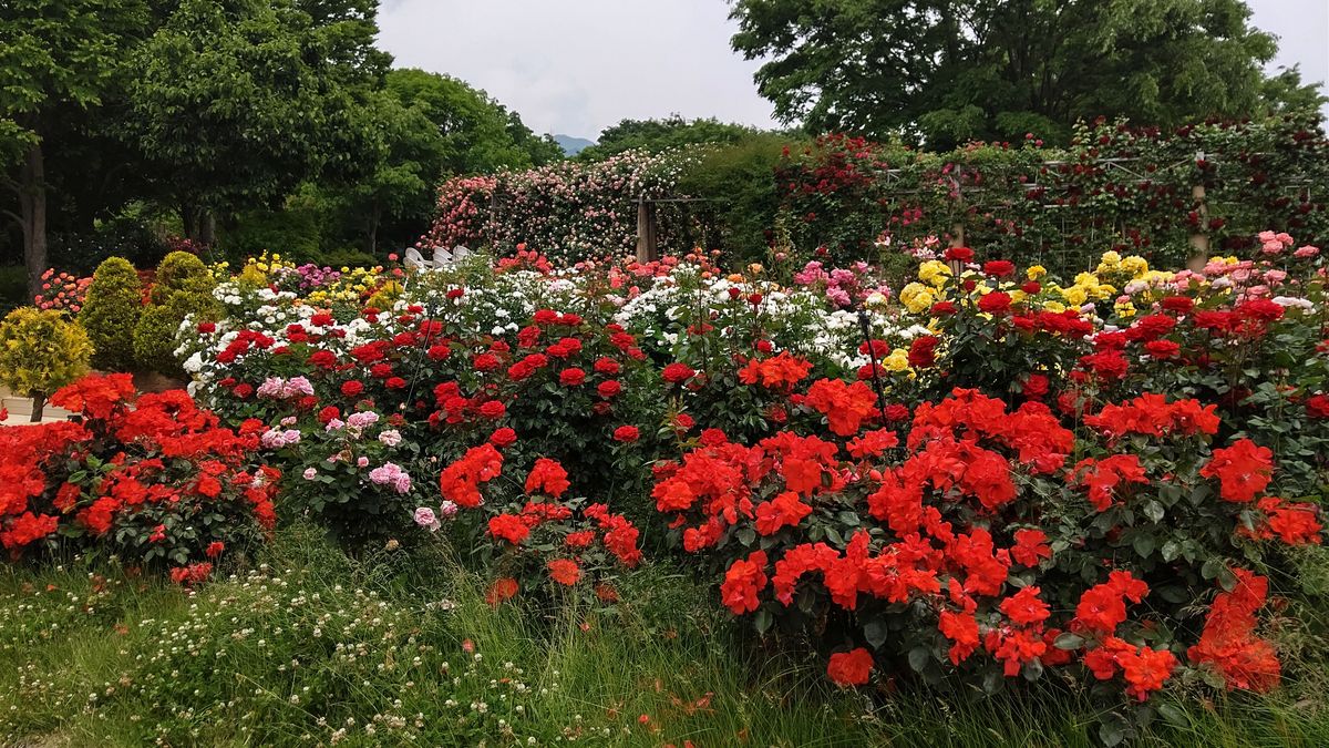 ハイジの村の薔薇🌹