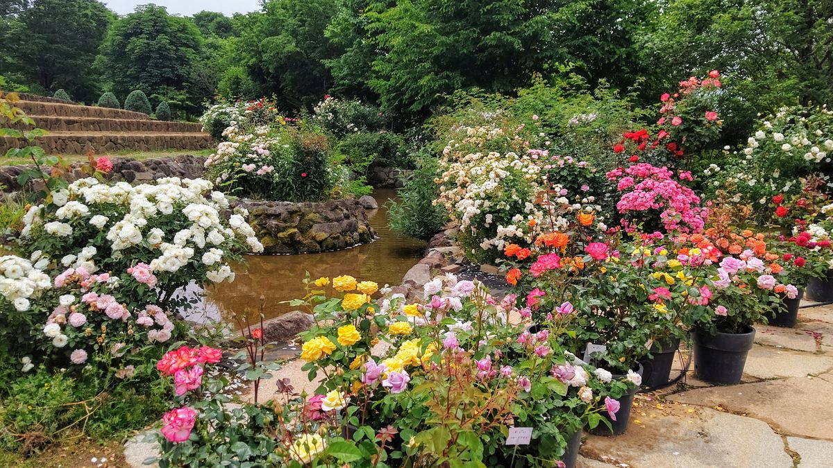 ハイジの村の薔薇🌹