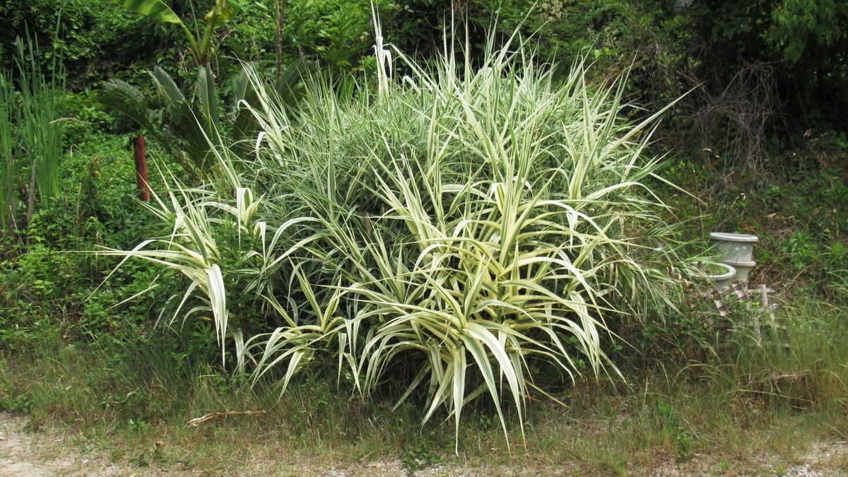 初夏の散歩-斑入葮竹‐タケノコ