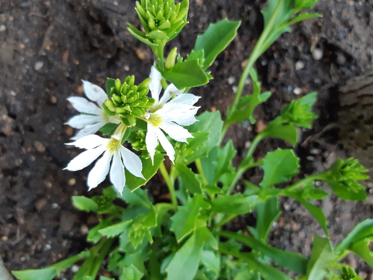 初めて育てる花