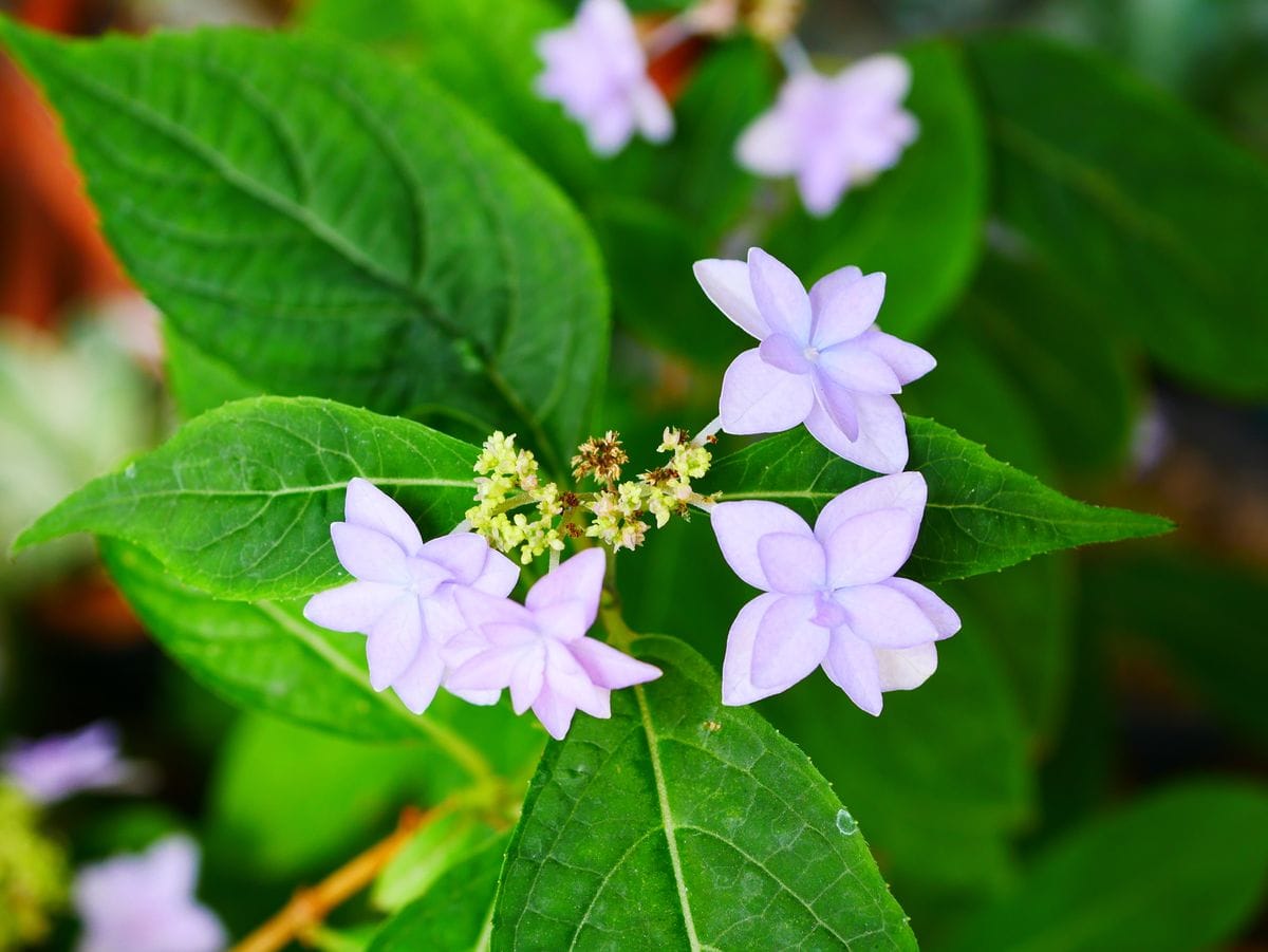 七段花