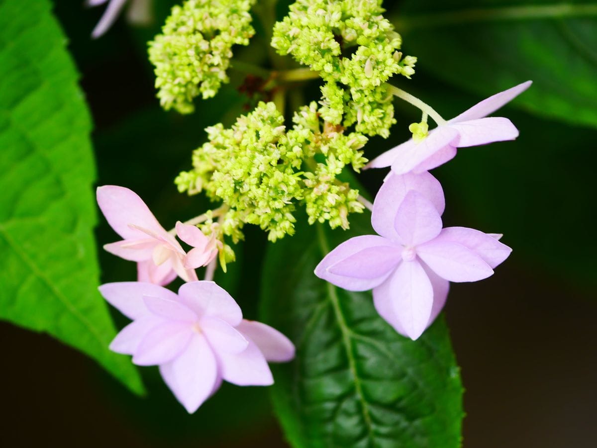 七段花