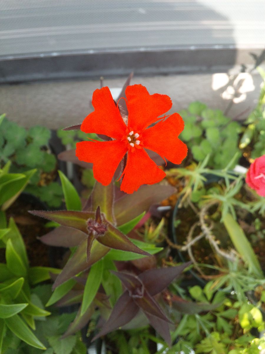 初夏の花が咲き始め