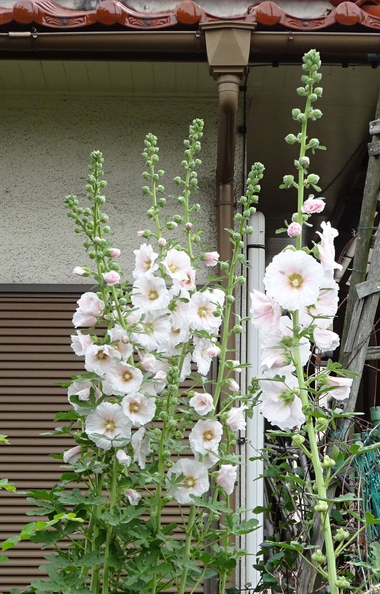 満開と、これからと