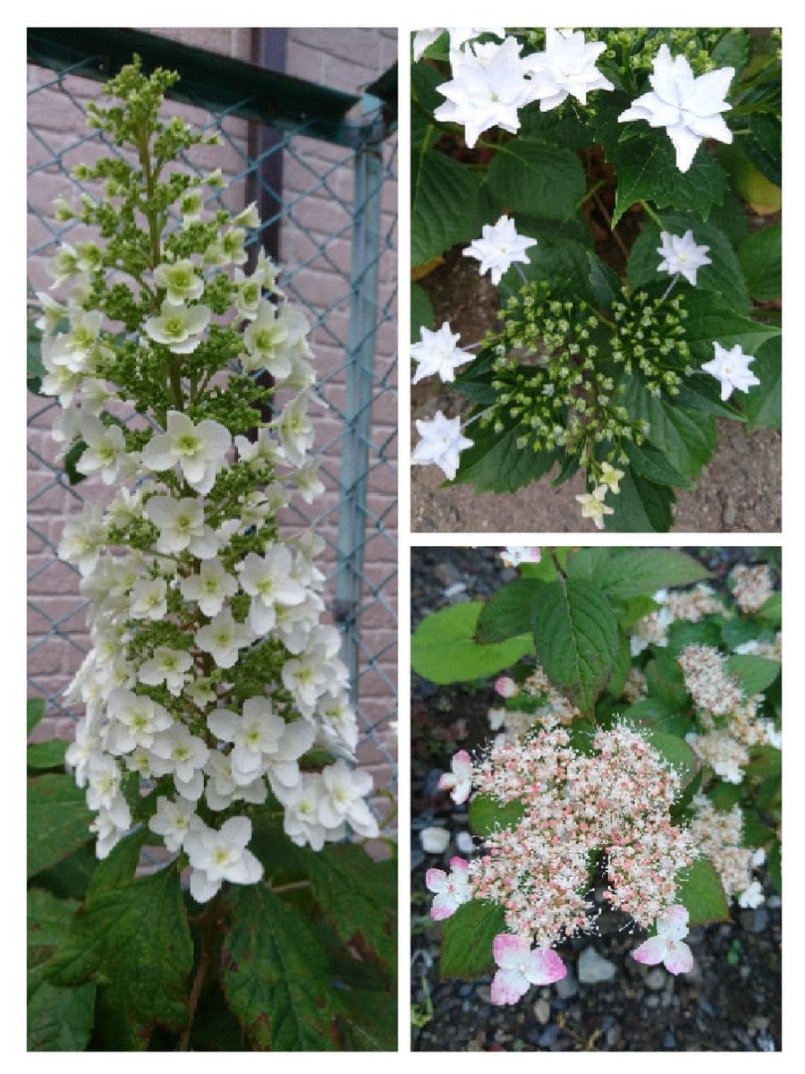 我が家の紫陽花３種