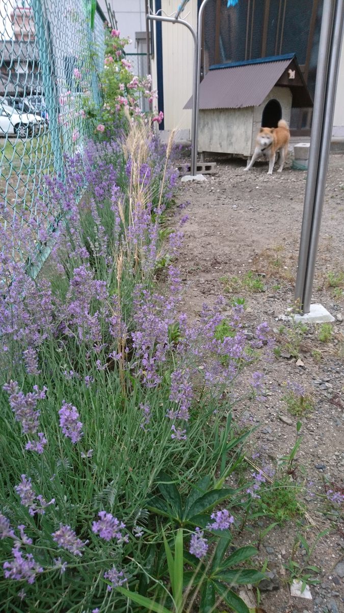 我が家の紫陽花３種