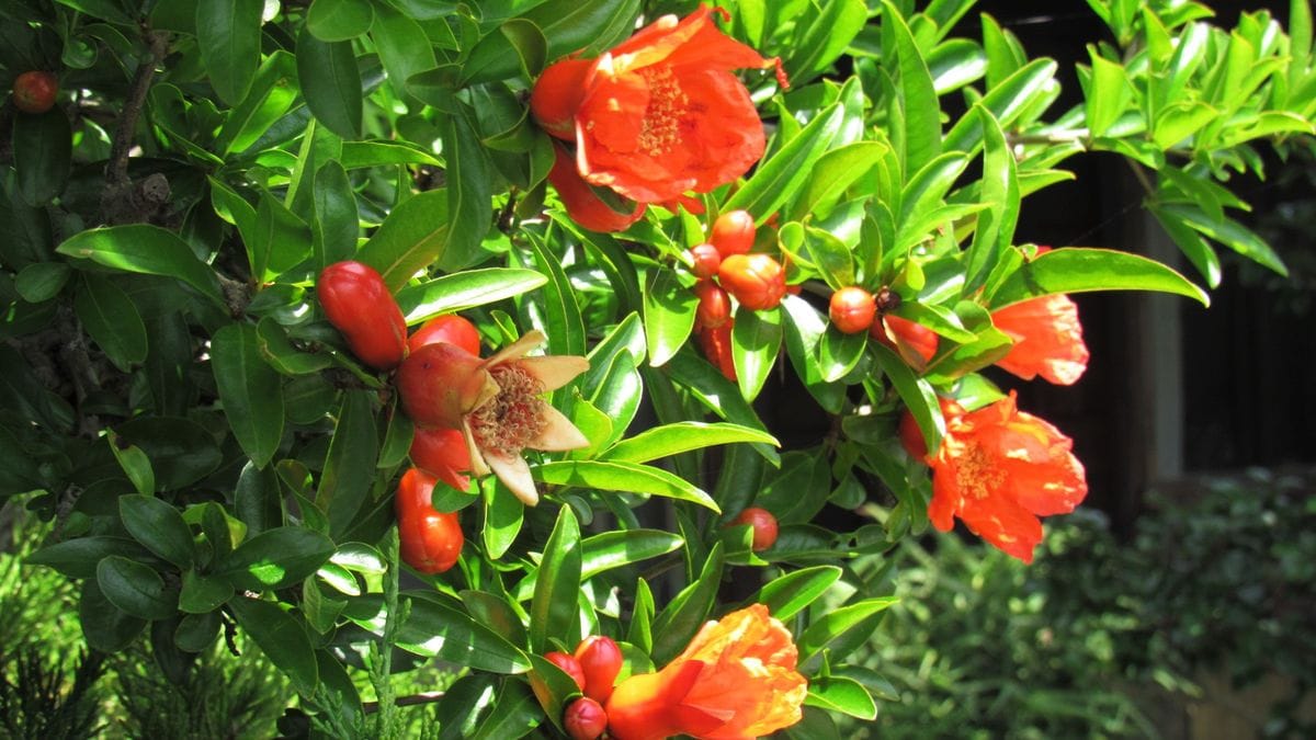 初夏の散歩⁻石榴(ザクロ)