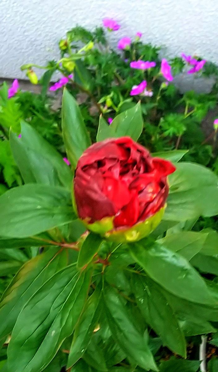 雲に覆われた空の日の出と芍薬