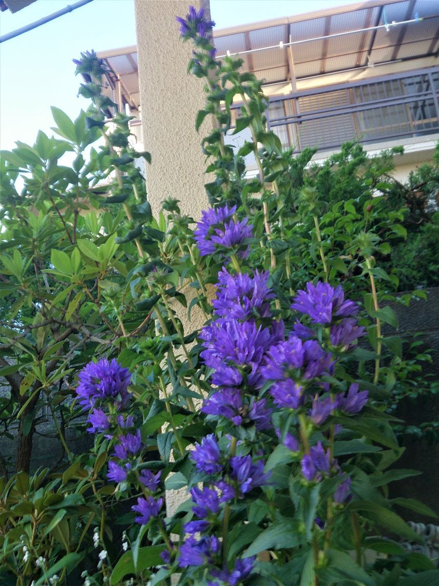 青い花２０－７
