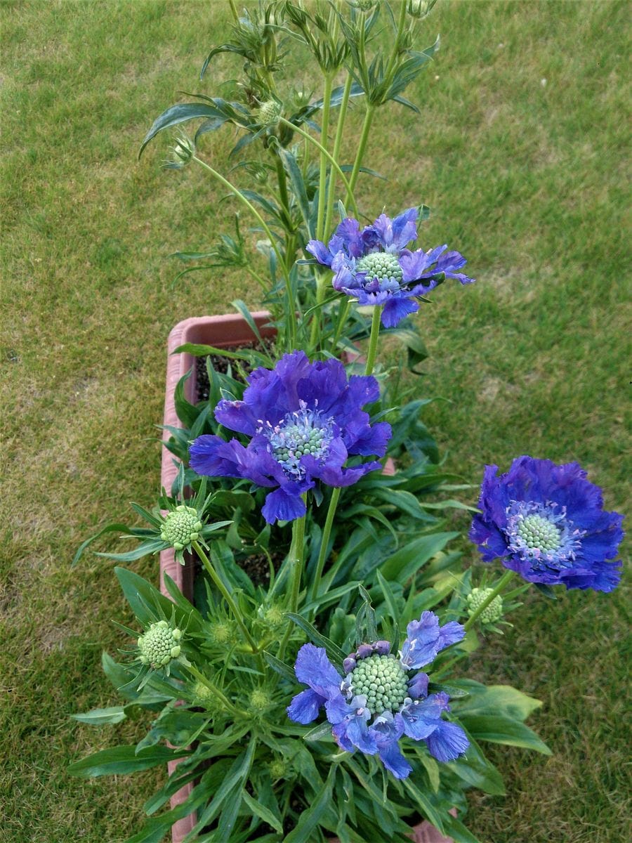 青い花２０－７