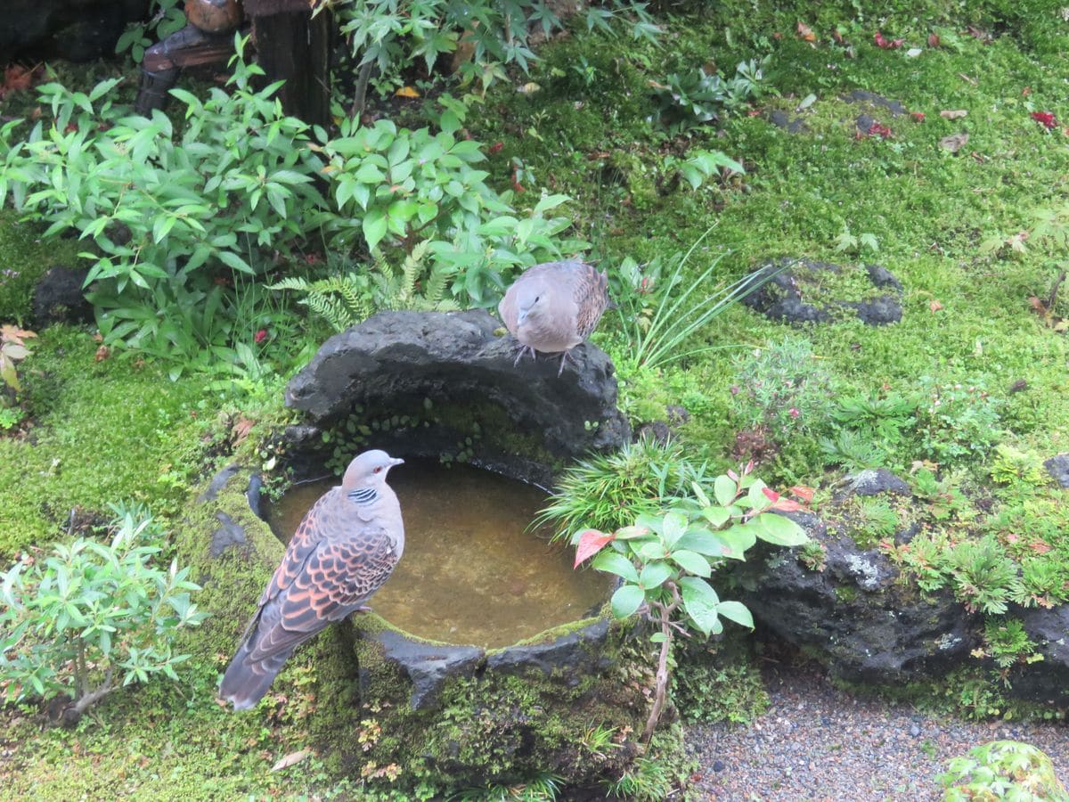 巣立ち12日目（6月7日）・ヒナから幼鳥へ