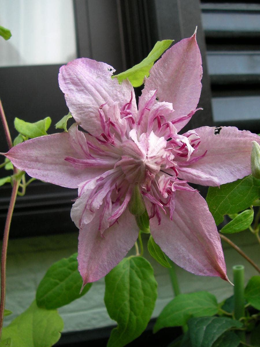 今日の花達