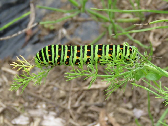 緑のオアシスー生態補償地-18：フェンネルで育ったキアゲハが成虫になった。