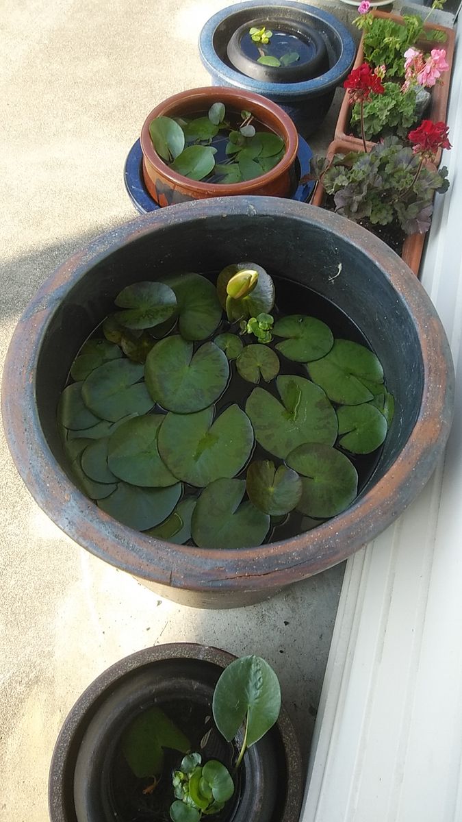 ミニトマトの苗 頂いたので･･･