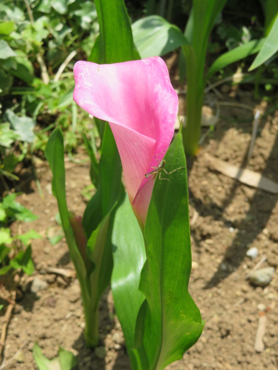 ピンクのカラーの花を写したつもりがカマキリの子供が！　ブラックベリーが食べられるようになりました。