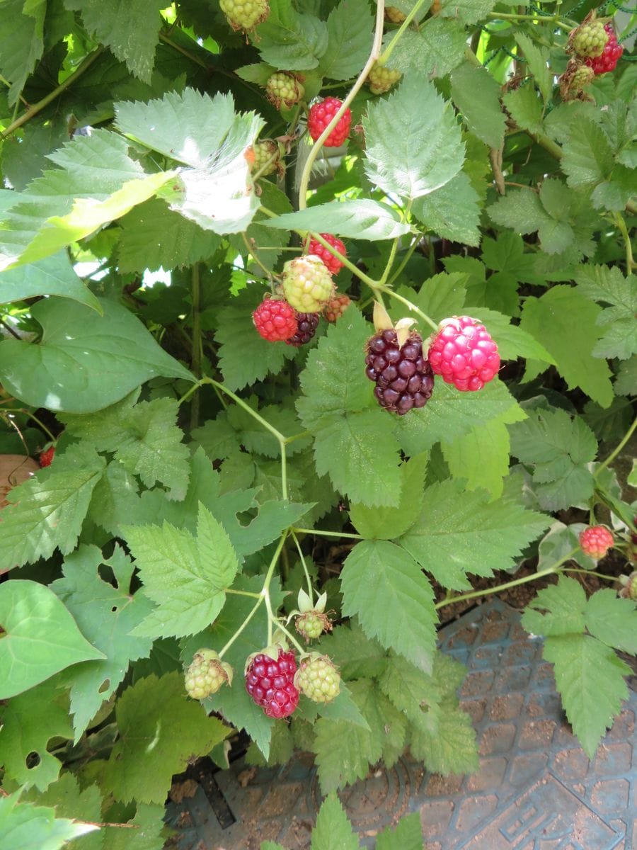 ピンクのカラーの花を写したつもりがカマキリの子供が！　ブラックベリーが食べられるようになりました。