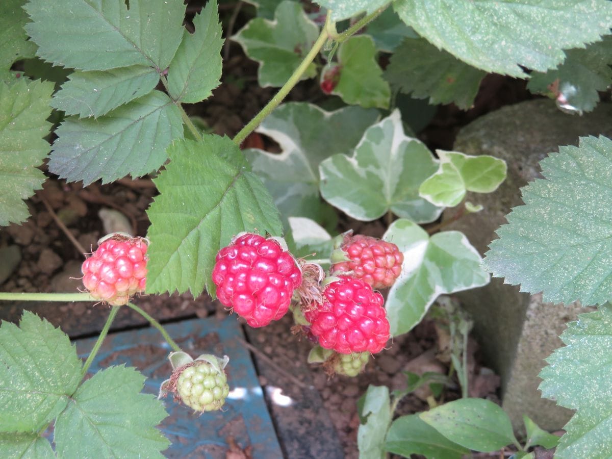 ピンクのカラーの花を写したつもりがカマキリの子供が！　ブラックベリーが食べられるようになりました。