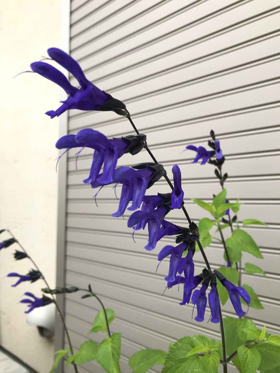 ブルーの花