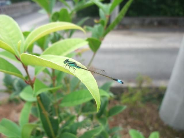 今朝の庭メモ（つつじ肥料やり）