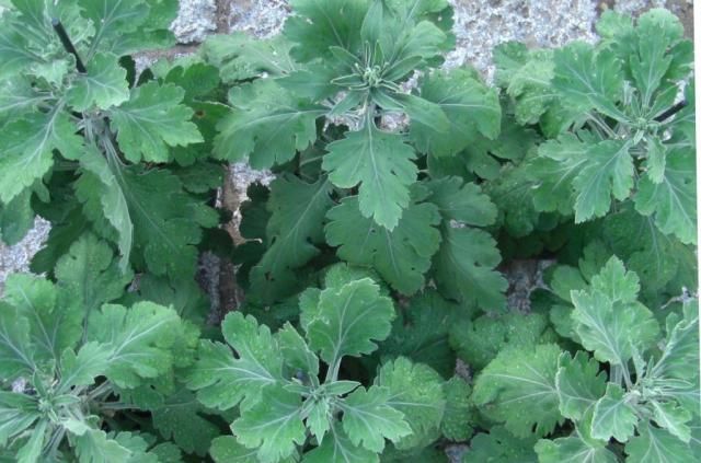 母の菊・福助・例年に無く不調です