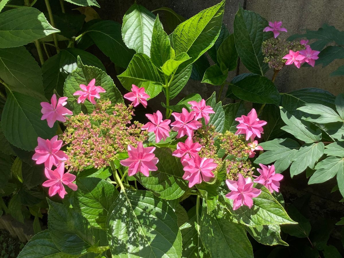 紫陽花の季節がやってきた③