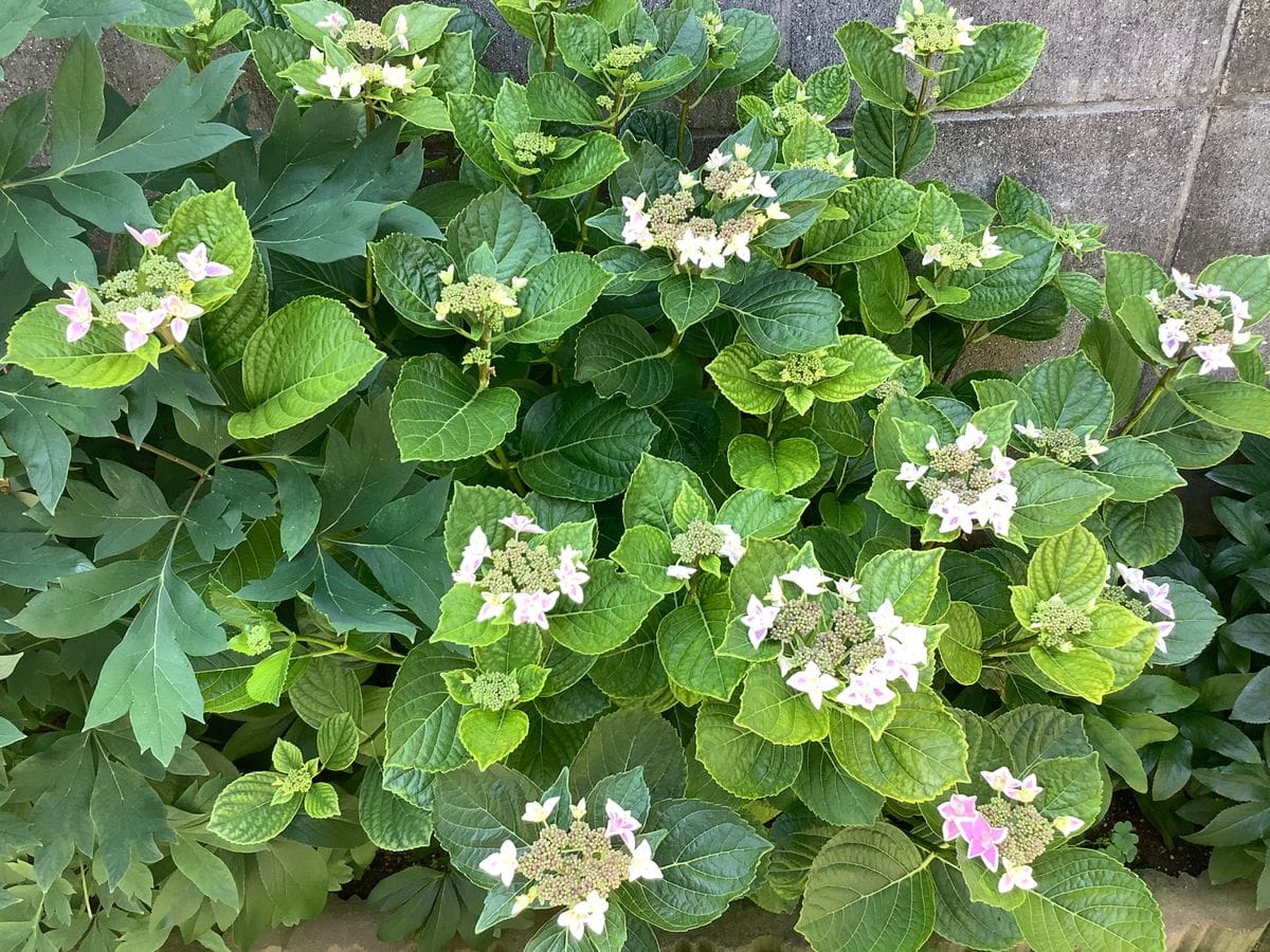 紫陽花の季節がやってきた③