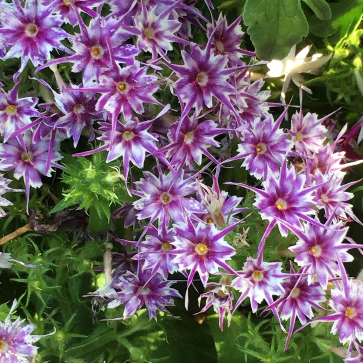 🌸大好きなお花です〜〜💖