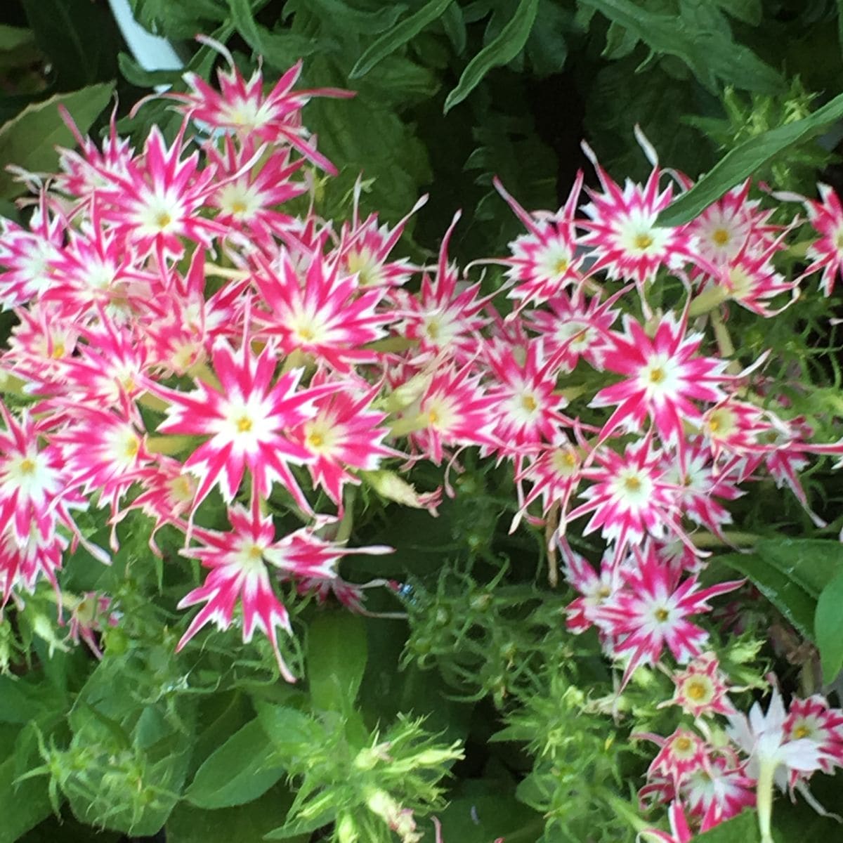 🌸大好きなお花です〜〜💖