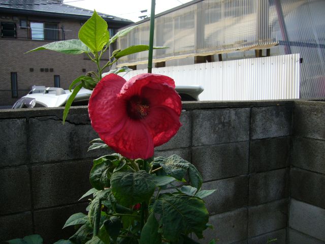 夏の花