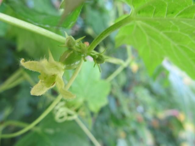 オキナワスズメウリの花とあさがお