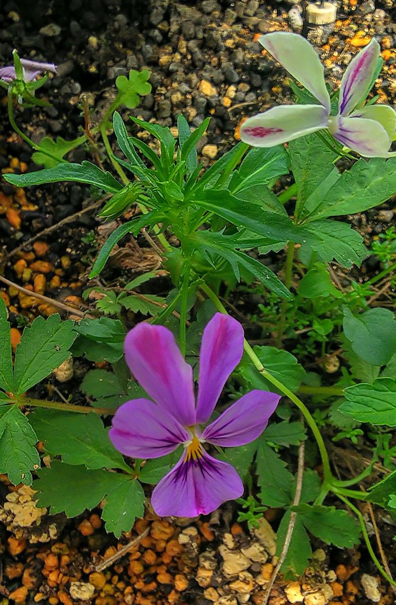 年中種こぼれで芽吹くビオラ