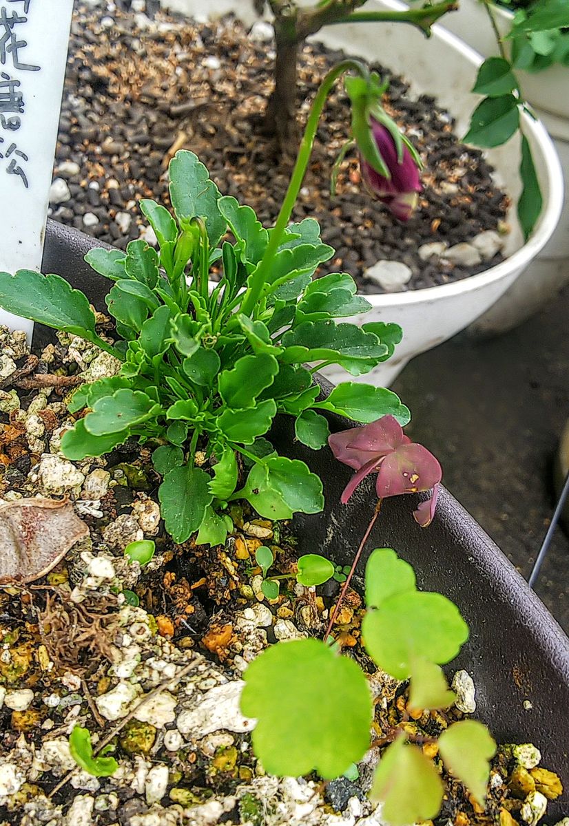 年中種こぼれで芽吹くビオラ