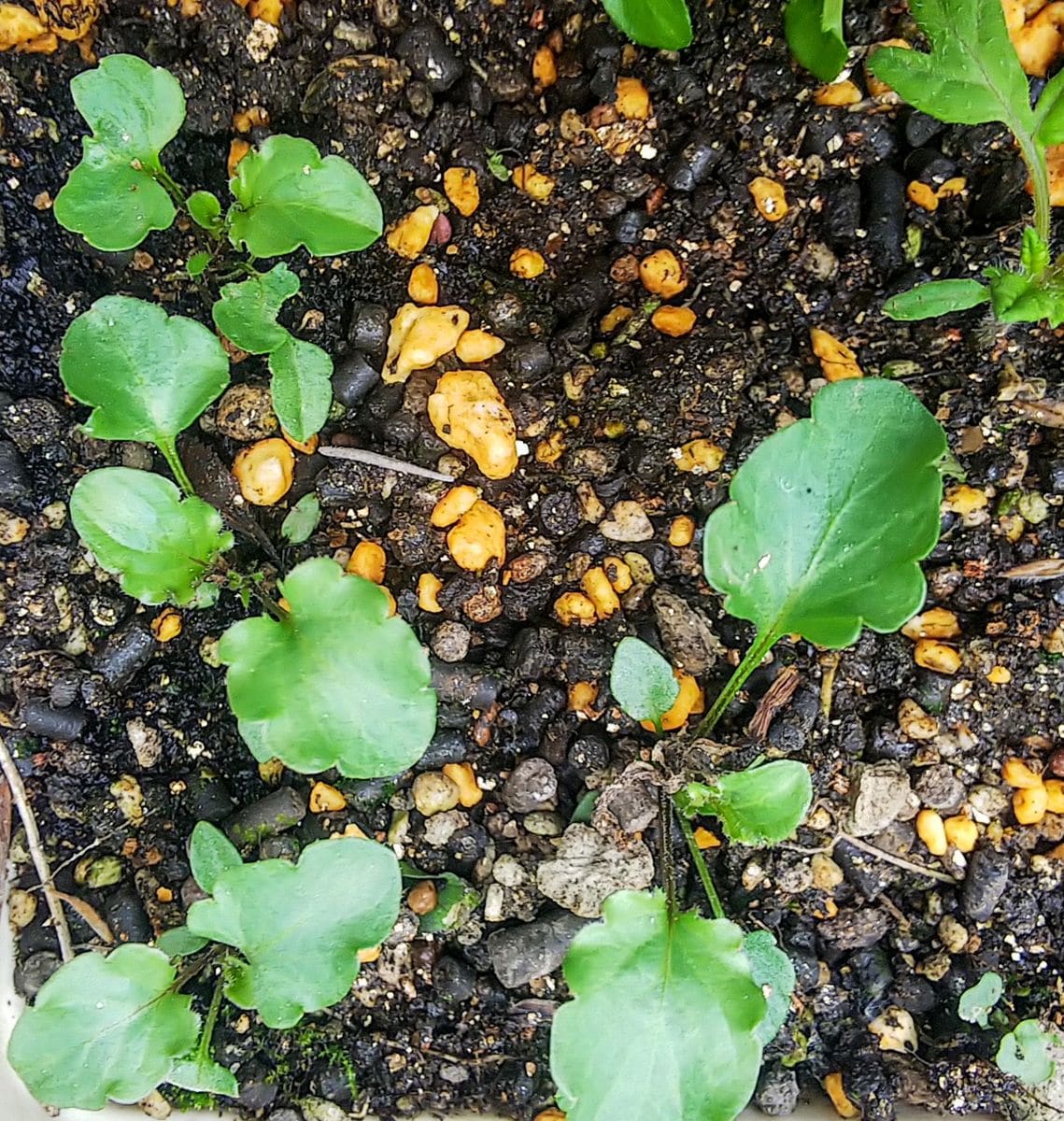 年中種こぼれで芽吹くビオラ