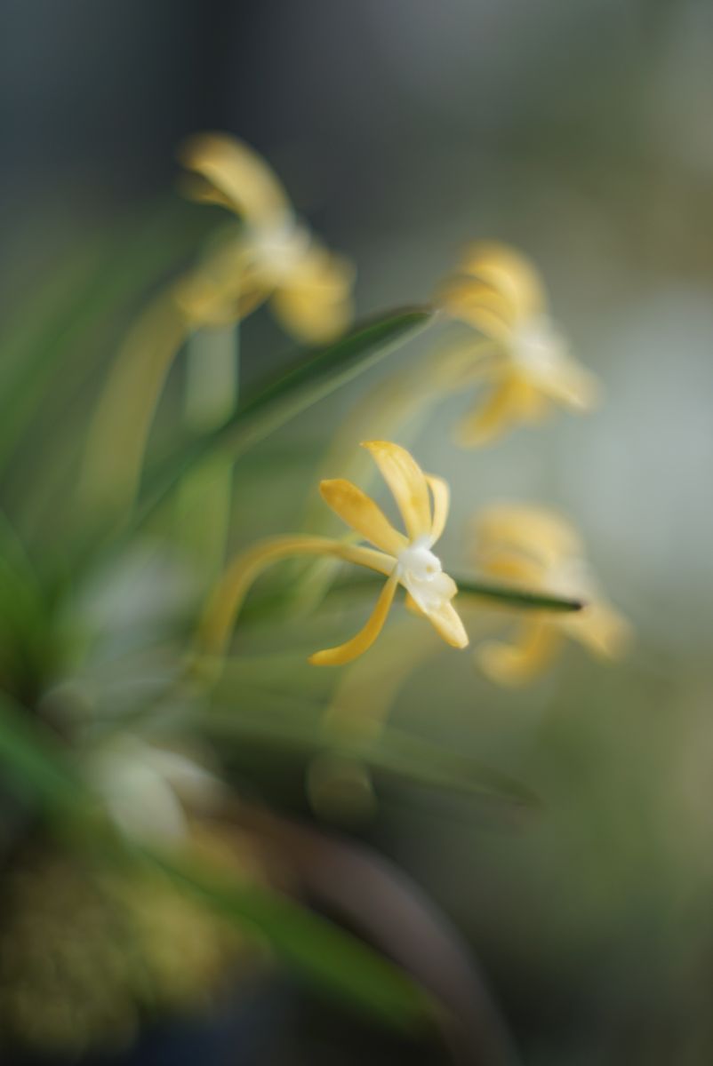 風蘭　黄花フウラン　八重咲きのドクダミ