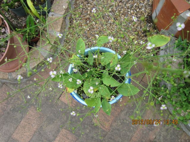 昼時を告げる花