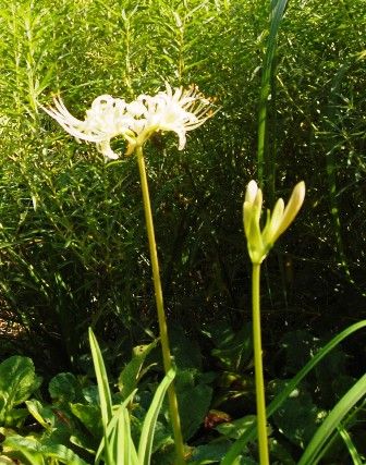 彼岸花、開花！