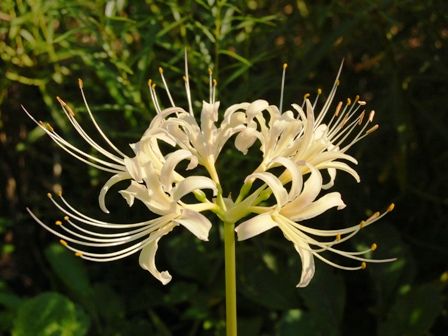 彼岸花、開花！